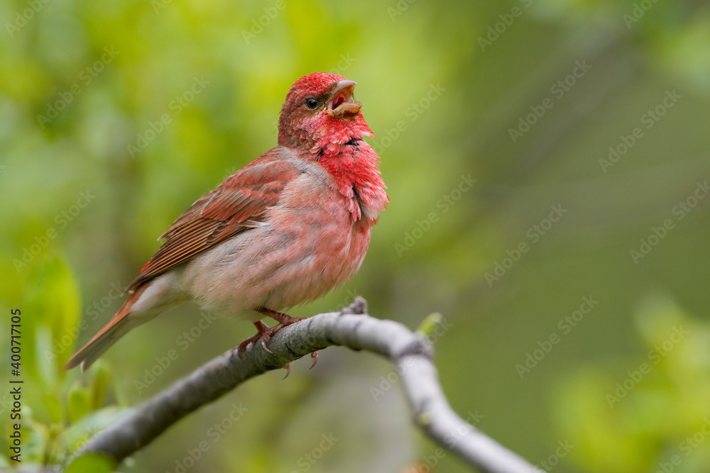 Roodmus, Common Rosefinch, Carpodacus erythrinus Roodmus, Common Rosefinch, Carpodacus erythrinus