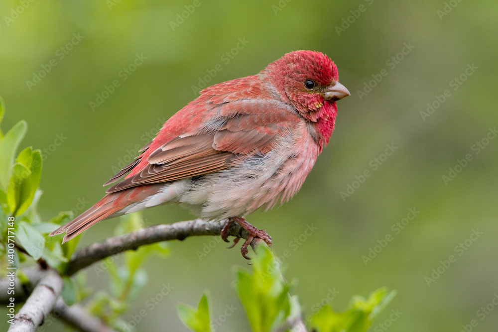 Roodmus, Common Rosefinch, Carpodacus erythrinus Roodmus, Common Rosefinch, Carpodacus erythrinus