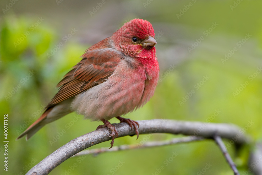Roodmus, Common Rosefinch, Carpodacus erythrinus Roodmus, Common Rosefinch, Carpodacus erythrinus