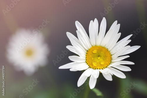 Close-up detail view of beautiful blossoming yellow and white chamomile flower with rain or dew drops at morning. White daisy macro. Natural herbal medicinal camomile plant abstract background