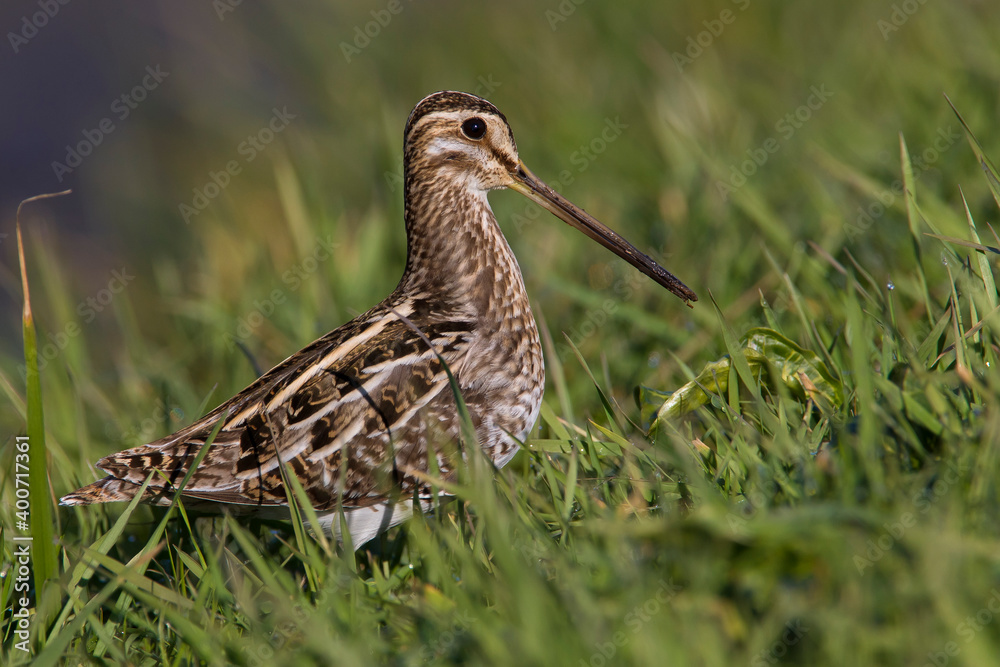 Watersnip, Common Snipe, Gallinago gallinago Watersnip, Common Snipe, Gallinago gallinago