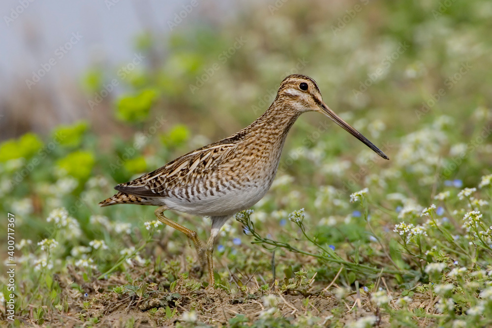 Common Snipe, Watersnip, Gallinago gallinago Common Snipe, Watersnip, Gallinago gallinago