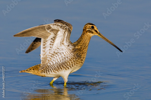 Watersnip, Common Snipe, Gallinago gallinago photo