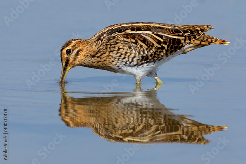 Watersnip, Common Snipe, Gallinago gallinago photo