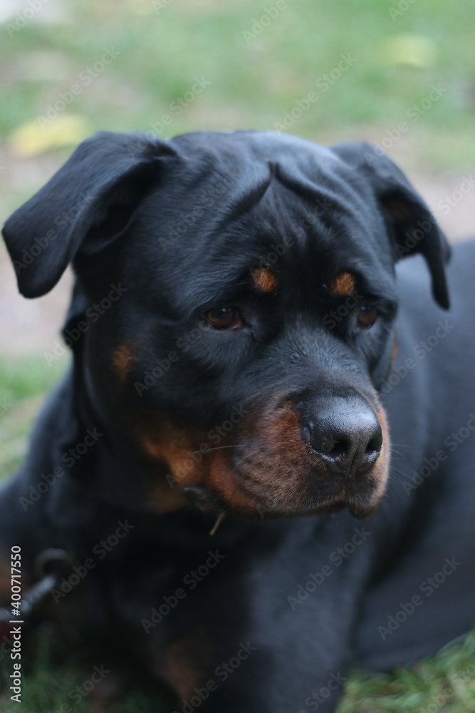 Black dog, Rottwiler dog