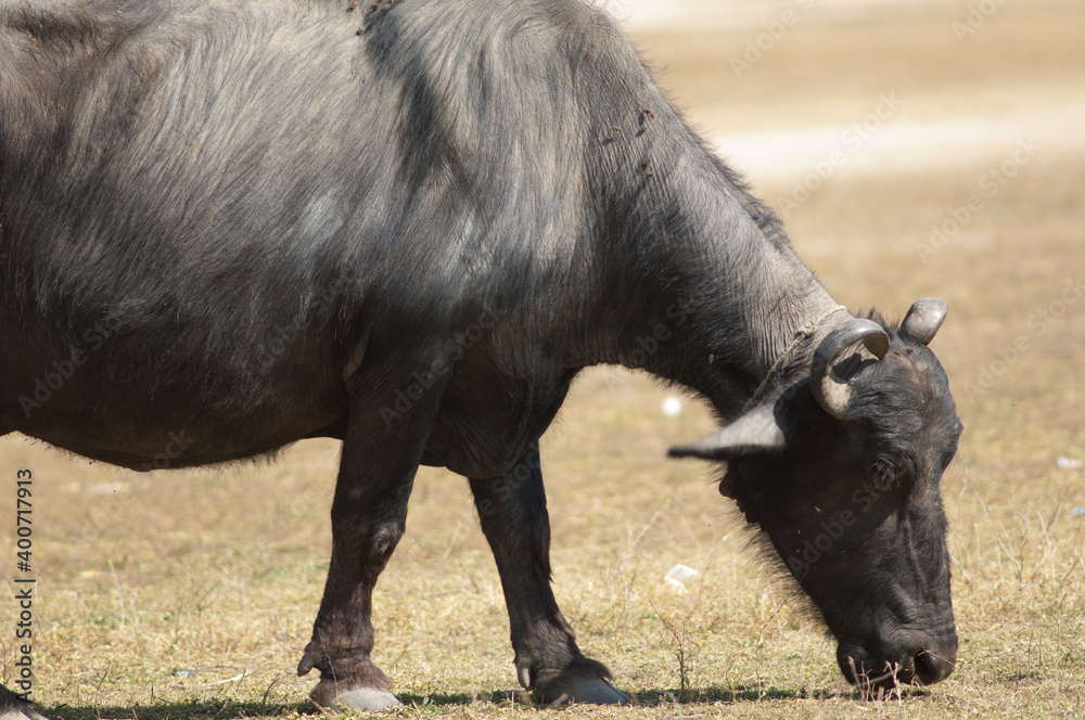 Fototapeta premium Water buffalo Bubalus bubalis grazing. Umaria. Madhya Pradesh. India.