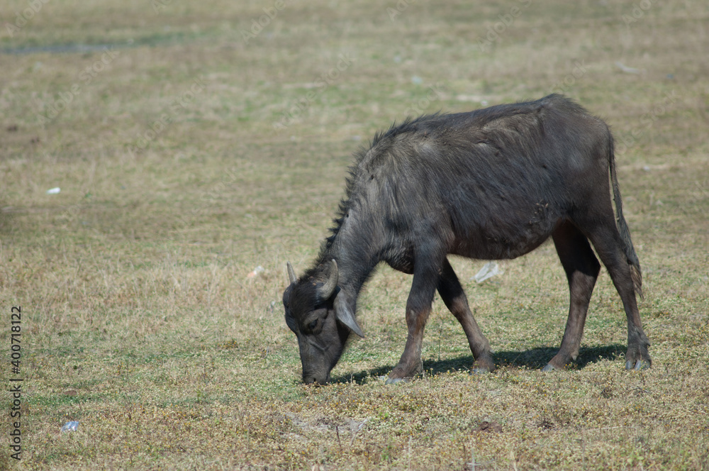 Young water buffalo Bubalus bubalis grazing. Umaria. Madhya Pradesh. India. Young water buffalo Bubalus bubalis grazing. Umaria. Madhya Pradesh. India.