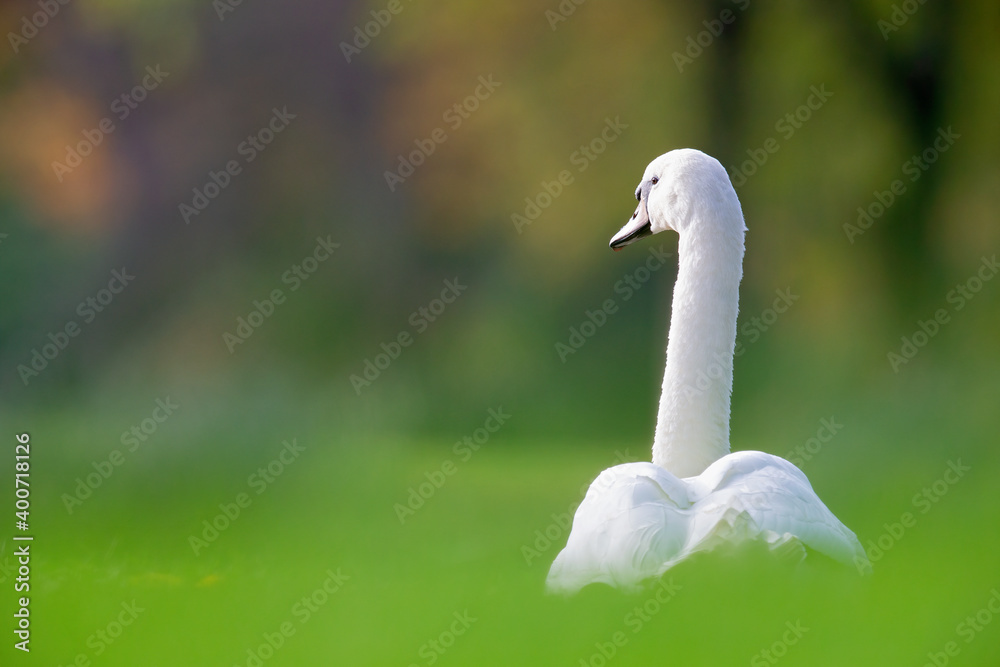 A portrait of an adult mute swan resting.