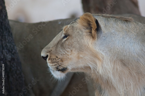 Asiatic lion Panthera leo leo. Lioness in controlled conditions. Devalia. Gir Sanctuary. Gujarat. India. photo