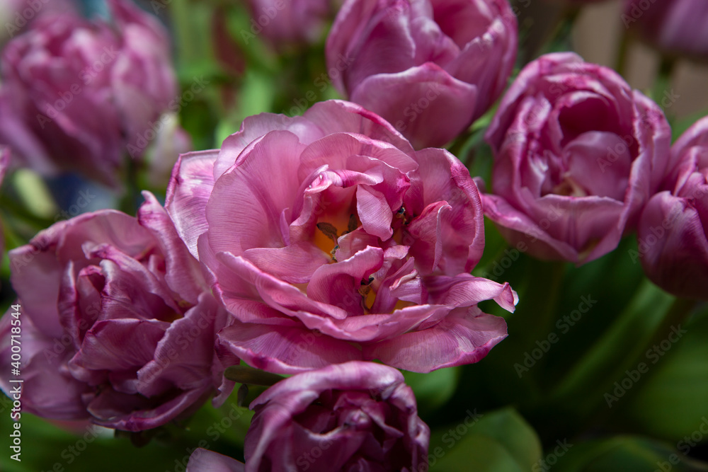 image of tulip flower background image of tulip flower background