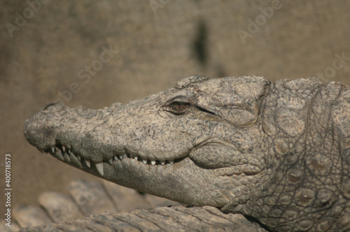 Head of a mugger crocodile Crocodylus palustris. Captivity breeding center. Sasan. Gir Sanctuary. Gujarat. India.