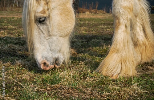 beautiful white thoroughbred horse grazing in a meadow on a sunny day, in the frame of the horse's head and legs, close-up photo