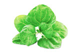Wet Chinese kale vegetable isolated on white background with clipping path