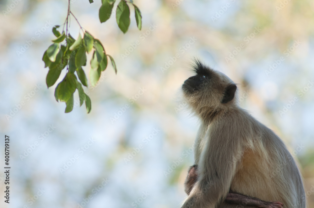 Obraz premium Southern plains gray langurs Semnopithecus dussumieri. Female and her cub. Sasan. Gir Sanctuary. Gujarat. India.