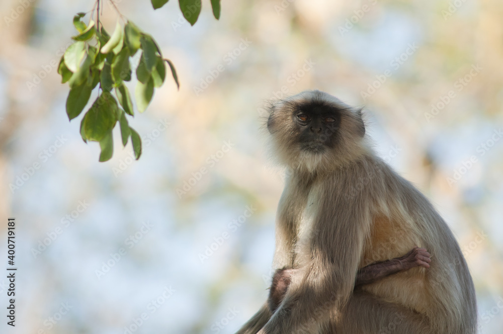 Obraz premium Southern plains gray langurs Semnopithecus dussumieri. Female and her cub. Sasan. Gir Sanctuary. Gujarat. India.