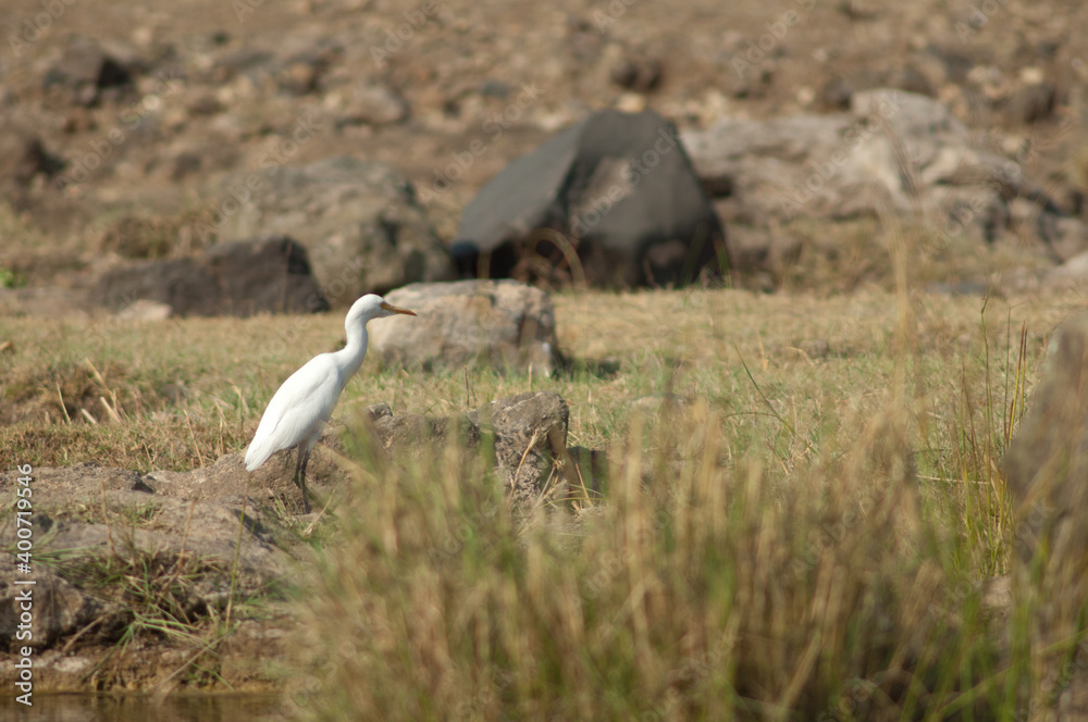Cattle egret Bubulcus ibis in the Hiran river. Sasan. Gir Sanctuary. Gujarat. India.