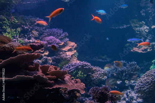 Fototapeta Naklejka Na Ścianę i Meble -  coral reef and fish