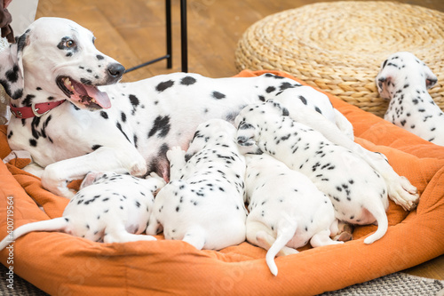 Dalmatian mother dog with her little puppies