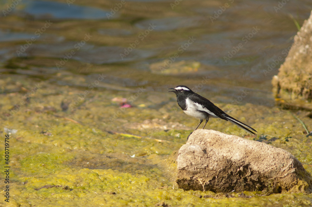Obraz premium White-browed wagtail Motacilla maderaspatensis calling. Hiran river. Sasan. Gir Sanctuary. Gujarat. India.