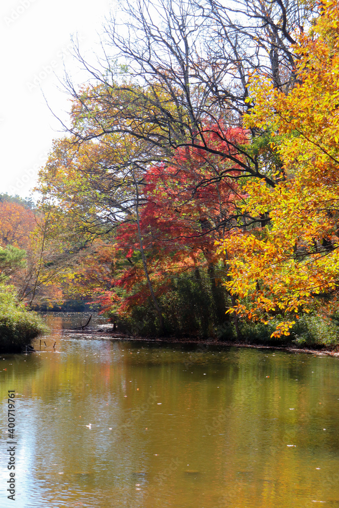 秋 紅葉 池 鮮やか 綺麗 森 幻想的