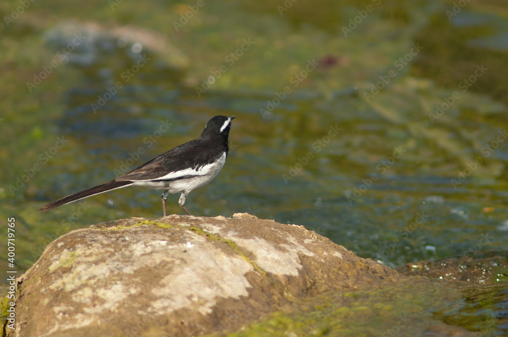 Fototapeta premium White-browed wagtail Motacilla maderaspatensis on a rock. Hiran river. Sasan. Gir Sanctuary. Gujarat. India.
