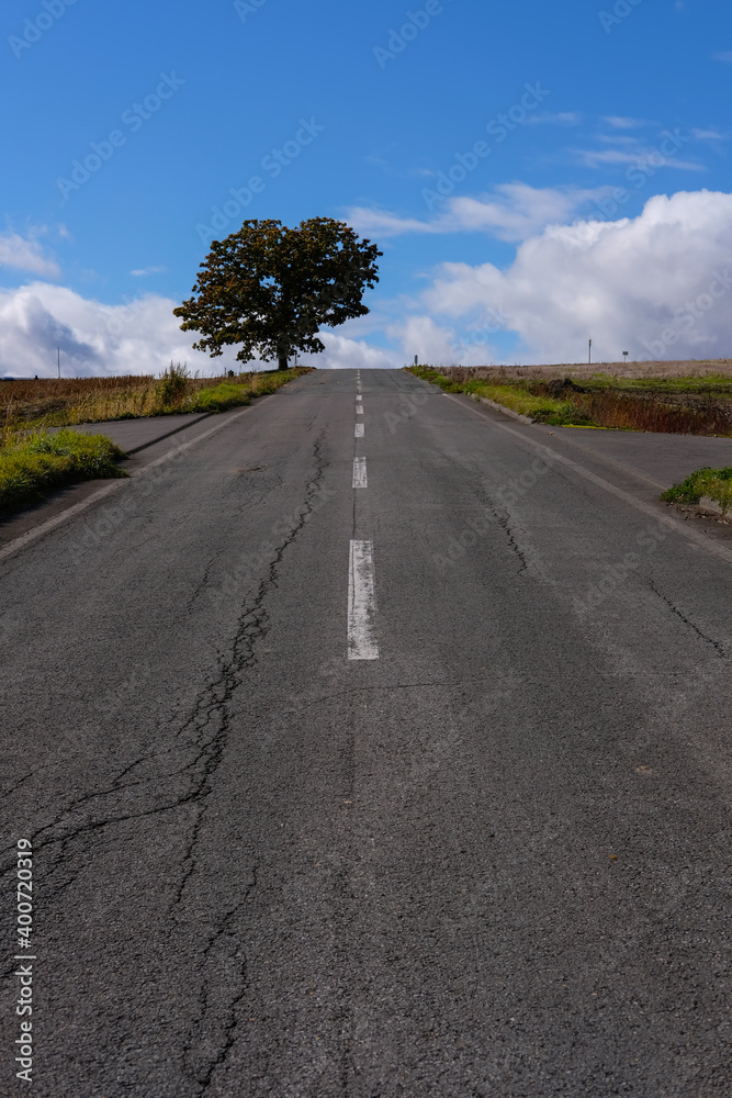 Fototapeta premium 北海道美瑛の木