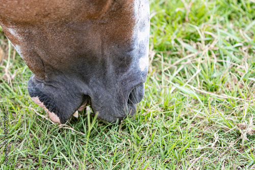 Horse muzzle grazing close up