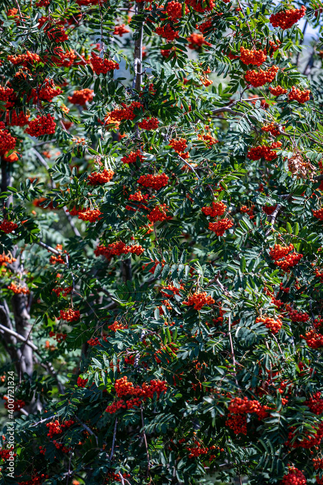 rowan berries on a tree