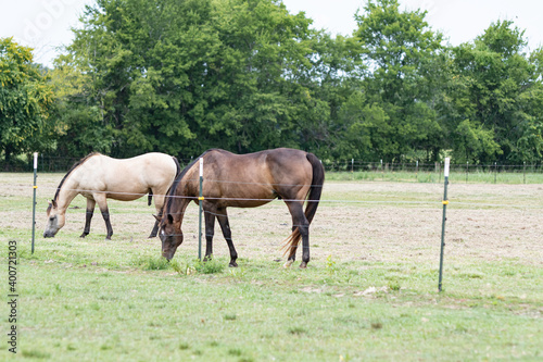 Two geldings grazing in a summer pasture © jackienix