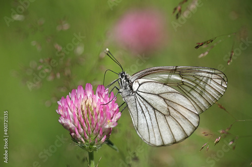 Tableau sur toile Black-veined White, Aporia crataegi, a beautiful butterfly from Finland feeding