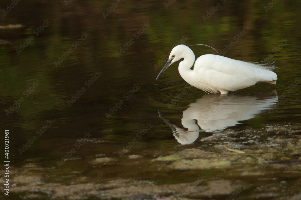 Little egret Egretta garzetta in the Hiran river. Sasan. Gir Sanctuary. Gujarat. India. Little egret Egretta garzetta in the Hiran river. Sasan. Gir Sanctuary. Gujarat. India.
