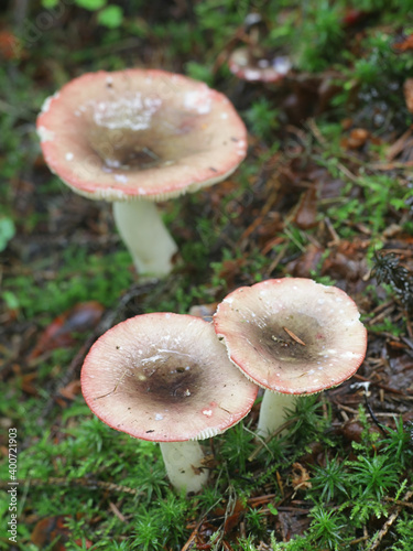 Russula atrorubens, also called Russula atropurpurea, a brittlegill from Finland with no common english name photo