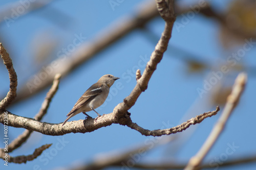 Male yellow-throated sparrow Gymnoris xanthocollis. Gir National Park. Gujarat. India.