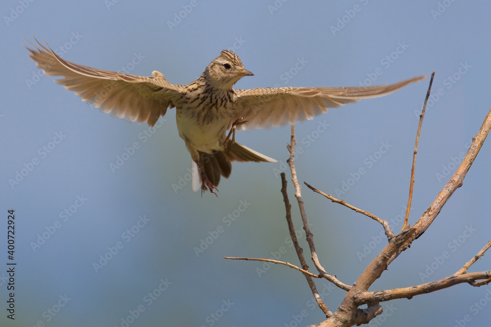 Fototapeta premium Veldleeuwerik, Eurasian Skylark, Alauda arvensis