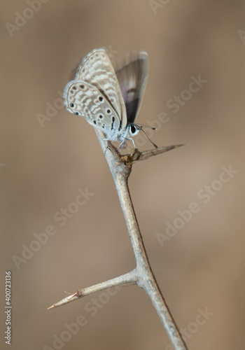 African babul blue Azanus jesous on a branch of sicklebush Dichrostachys cinerea. Gir National Park. Gujarat. India. photo