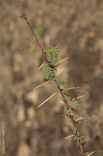 Branch of sicklebush Dichrostachys cinerea. Gir National Park. Gujarat. India. photo