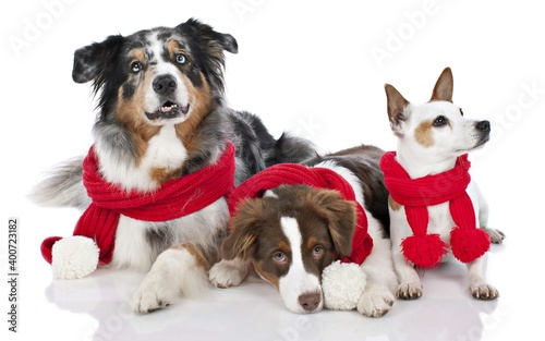 group of dogs and christmas decorations © Bogdan