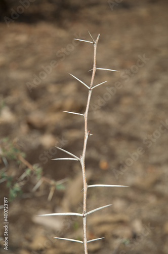 Branch of sicklebush Dichrostachys cinerea. Gir National Park. Gujarat. India. © Víctor