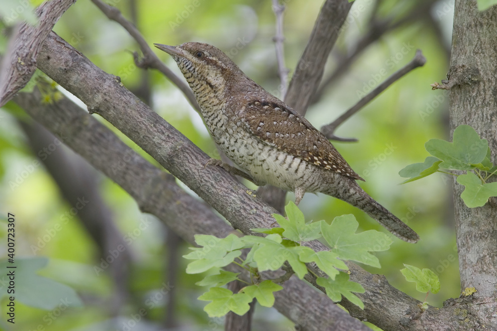 Fototapeta premium Eurasian Wryneck, Draaihals, Jynx torquilla