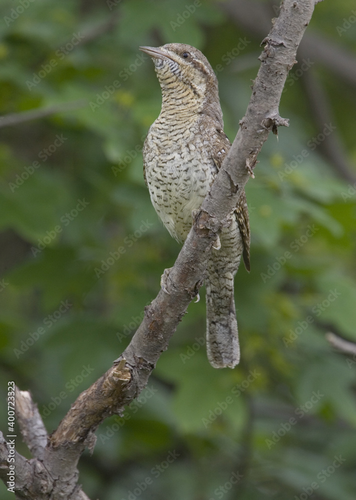 Fototapeta premium Eurasian Wryneck, Draaihals, Jynx torquilla