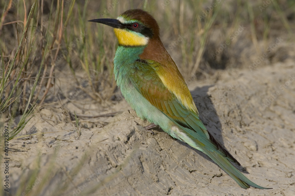 Fototapeta premium European Bee-eater, Bijeneter, Merops apiaster