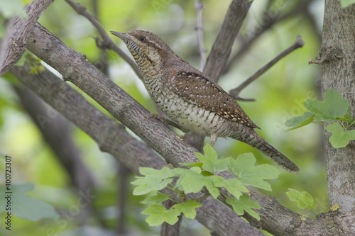 Eurasian Wryneck, Draaihals, Jynx torquilla