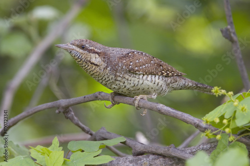 Eurasian Wryneck, Draaihals, Jynx torquilla