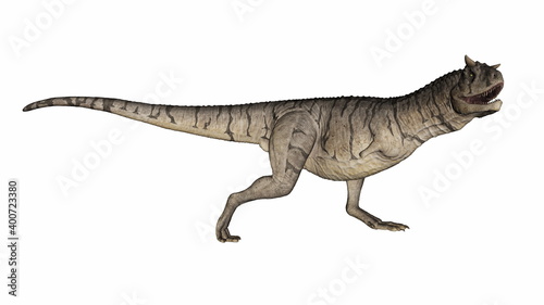 Carnotaurus dinosaur running and roaring isolated in white background - 3D render