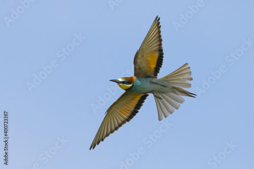 European Bee-eater, Bijeneter, Merops apiaster
