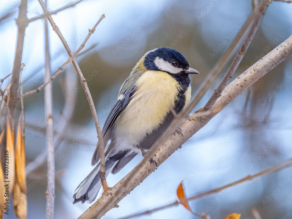 Cute bird Great tit, songbird sitting on a branch without leaves in the autumn or winter. Cute bird Great tit, songbird sitting on a branch without leaves in the autumn or winter.
