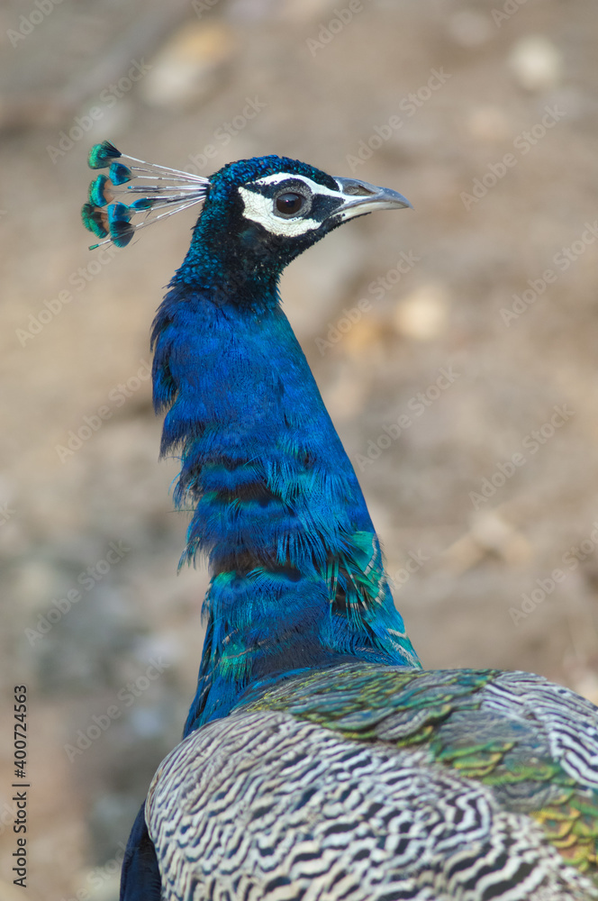 Male Indian peafowl Pavo cristatus. Gir Sanctuary. Gujarat. India.