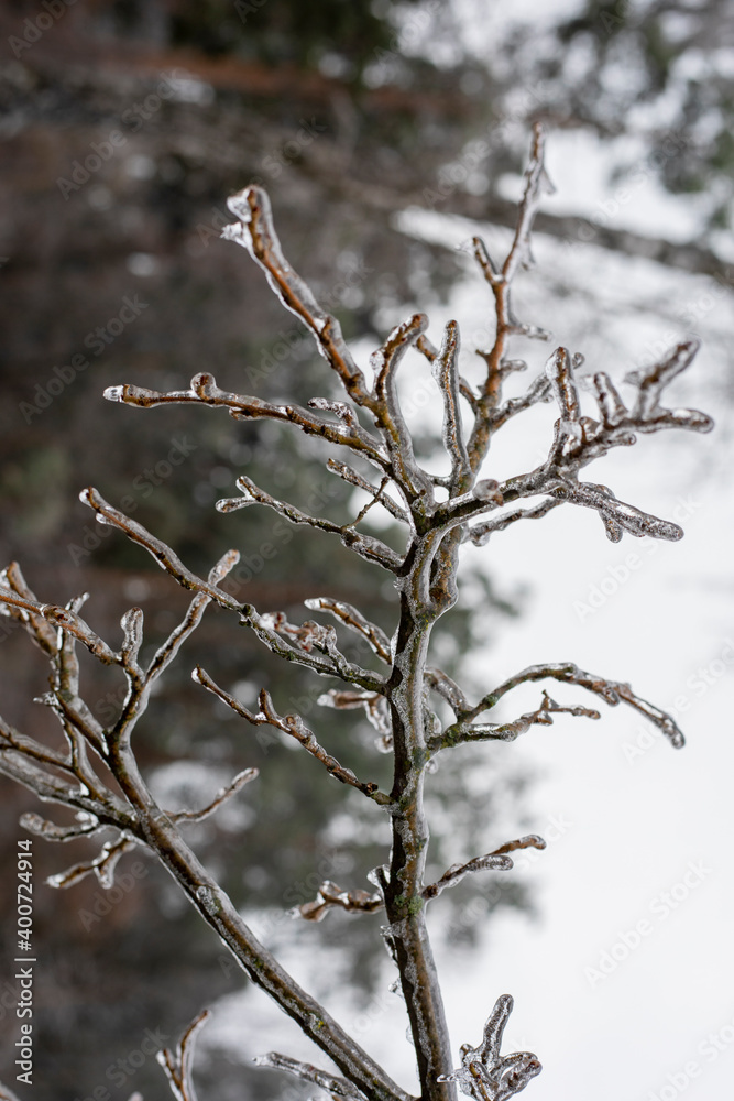 branches in the forest, natural phenomenon, vertical branches in the forest, natural phenomenon, vertical