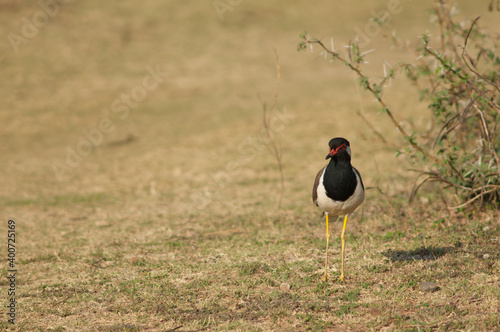 Red-wattled lapwing Vanellus indicus in a meadow. Hiran river. Sasan. Gir Sanctuary. Gujarat. India. photo