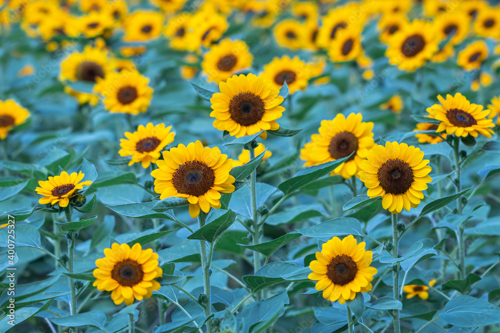 Selective focus sunflowers in a nature background.Beautiful yellow flowers in field.